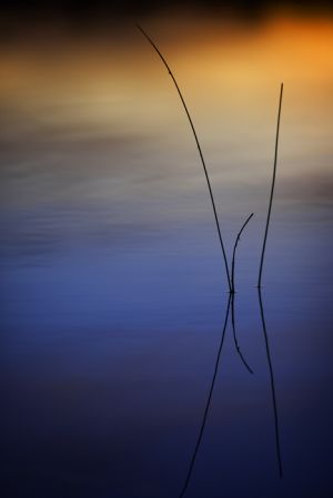haiku reeds.jpg